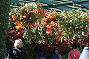 11 - Butchard Gardens  - IMG_1595